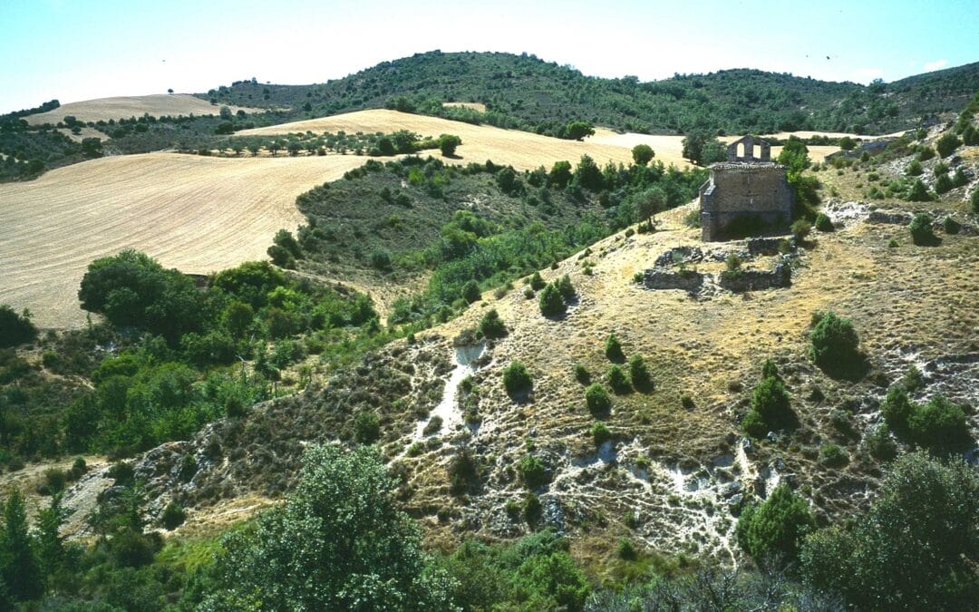 Romerosa