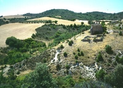Romerosa