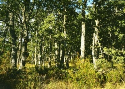 Sierra de Ayllón